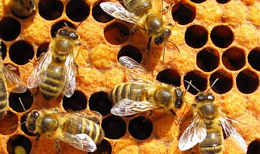 akademia-pszczoly-kuraszkow-1.jpg