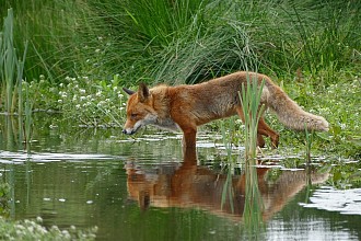 fox-1540833_960_720.jpg